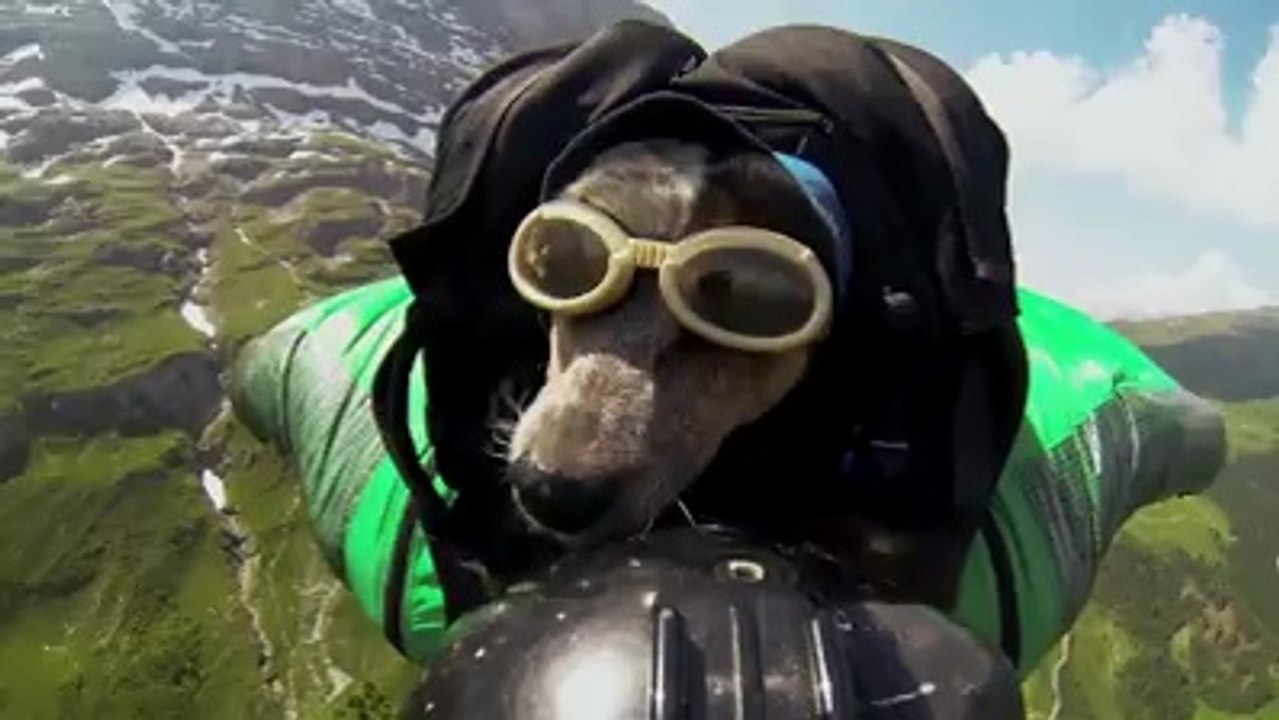 When Dogs Fly
