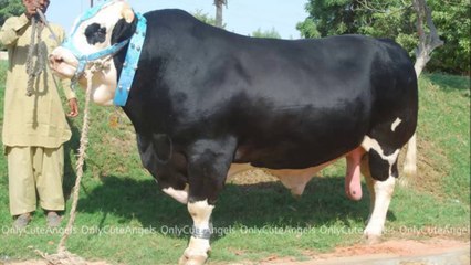 Pakistan's Biggest Bulls Ready for Qurbani