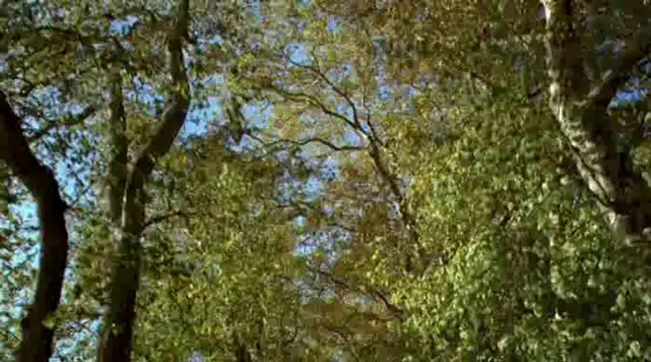 Après lui - Bande-annonce