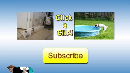 Cute Puppy Opens Presents