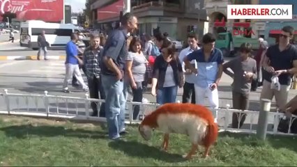 Taksim'de Bir Kınalı Kuzu...