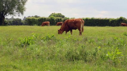 Raconte moi une alternative: l'élevage de bovin bio