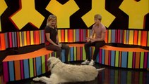 Tadhg the Irish Wolfhound on TG4