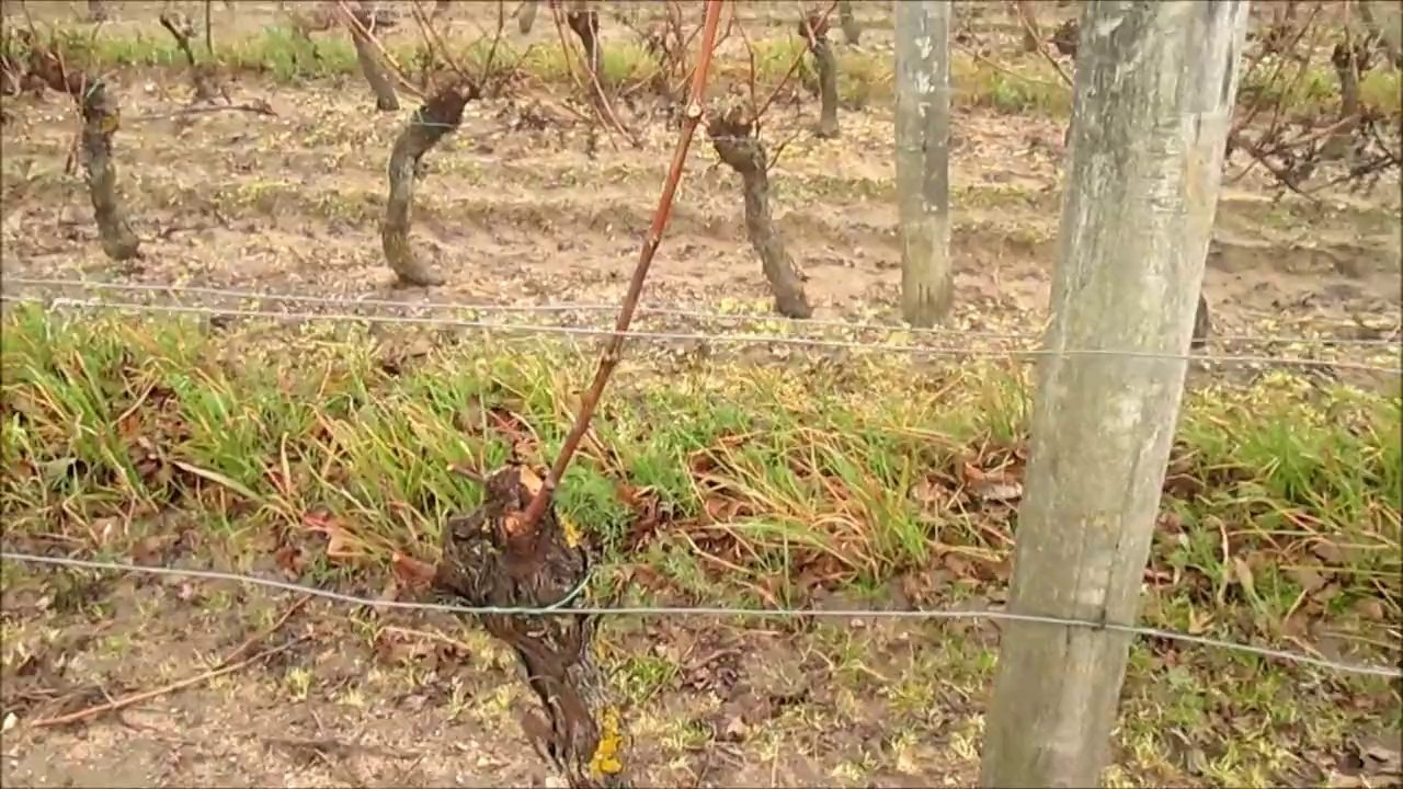 Taille de la vigne en Touraine