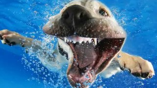 Adorable Underwater Dogs