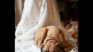 Wedding Day Dogs