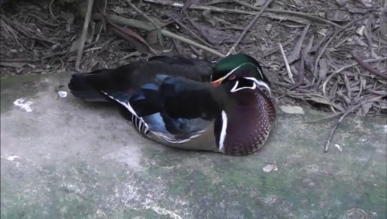 Aquarella e a Primavera