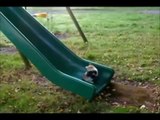 FUNNY GIF COMPILATION - NEW FUNNY ANIMAL VINES AND GIFS