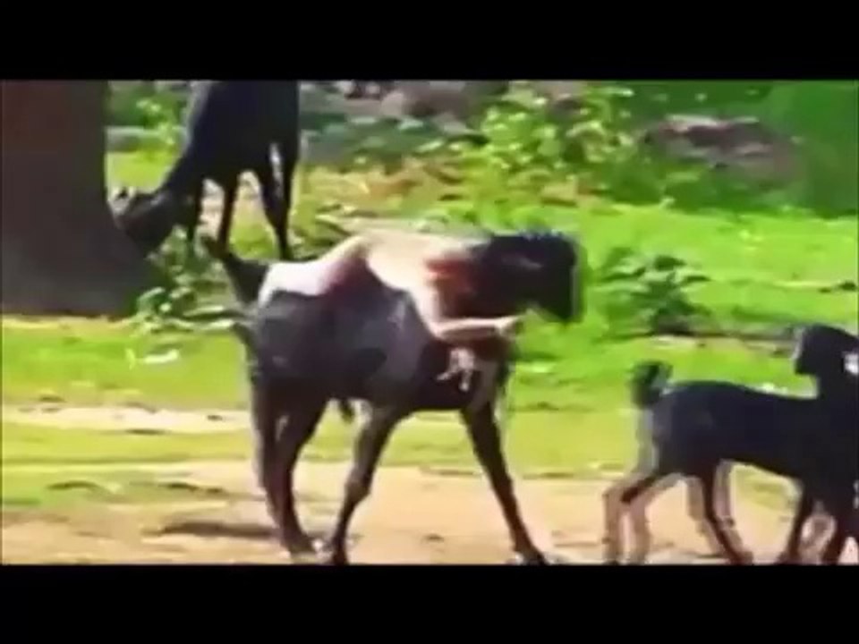 FUNNY PET VIDEOS