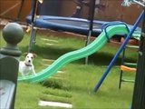 FUNNY VIDEOS - NEW ANIMAL FUNNY VIDEOS - FUNNY VIDEOS OF DOGS, CATS AND OTHER ANIMAL VINES