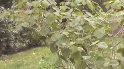 Agent 023-"purs sang dogghaen"