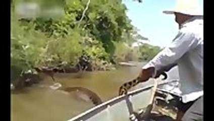 Brazilian Men Find The Biggest Anaconda Ever Found