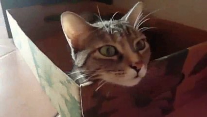 Funny Videos 2014 - Funny Cats Video - Funny Cat Videos Ever - Funny Animals Funny Fails 2014(1)