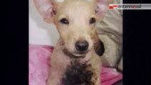 TG 25.09.14 Dette fuoco a cuccioli di cane, condannato agricoltore