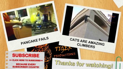 Funny animals playing instruments - Cute and funny animal compilation