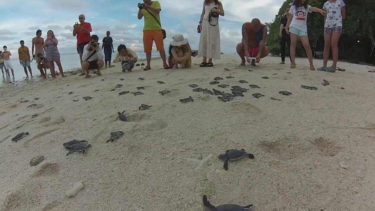 Lâché de bébés tortues en Malaisie! Magique...