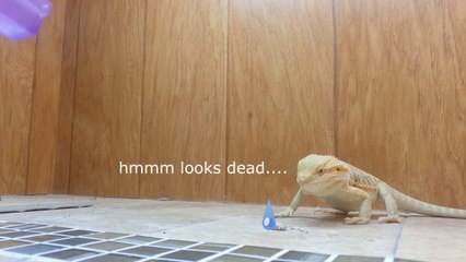 Nourrir un lézard : plus fun que ça ne parait! Enorme...