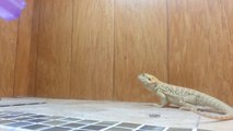 Pet Bearded Dragon Lizard Eating Bugs Is More Entertaining Than You’d Expect