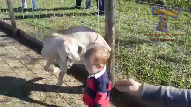 So hilarious ZOO fails and funny moments - Crazy animal compilation