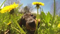 Des bébés chiens jouent comme des petits fous! Magique...