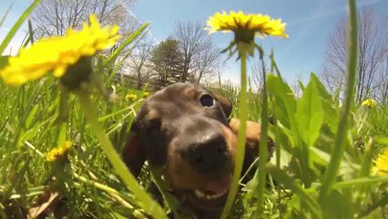 Des bébés chiens jouent comme des petits fous! Magique...