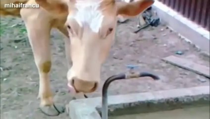 Des vaches incroyablement intelligentes