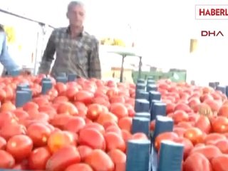 Bayramiç Domates Üreticisini Önce Üzdü, Sonra Sevindirdi