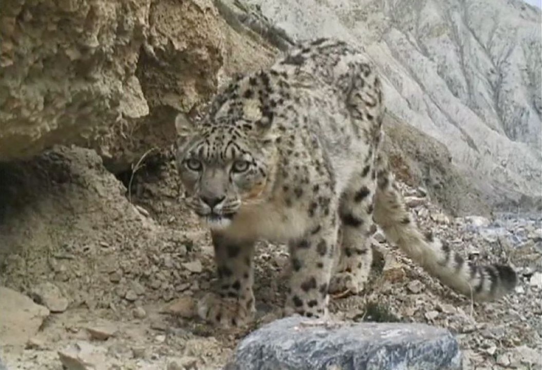 Des images rares de léopards des neiges en Chine