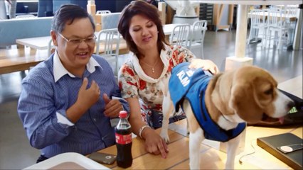 Cet adorable beagle est le meilleur employé des objets trouvés à l'aéroport !