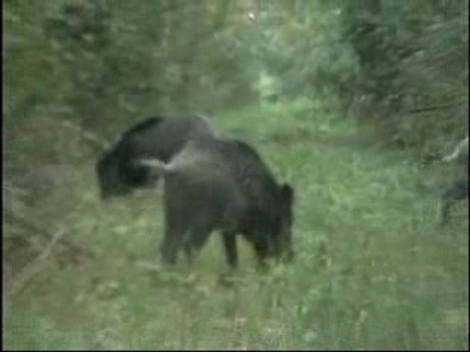 Brame 2005 2006 en champagne arderne