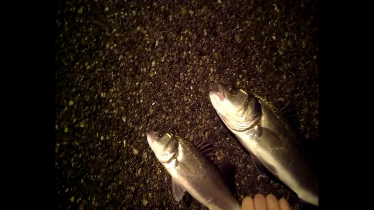 Pêche au loup de Martigues à Port de Bouc