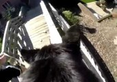 Dog Does Parkour With a GoPro