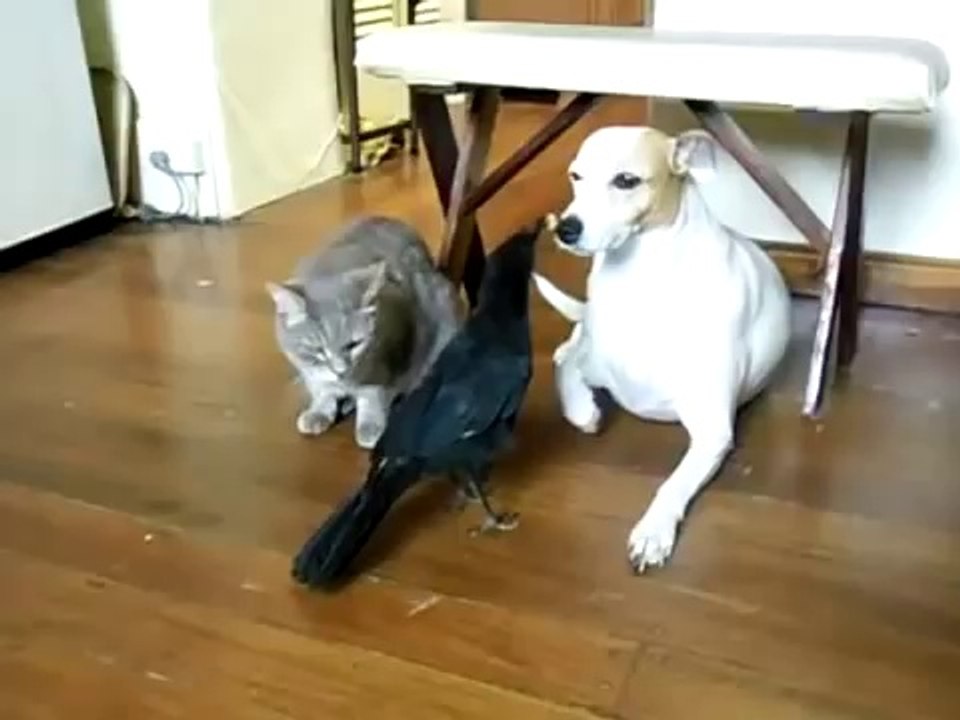 Corbeau nourri chat et chien