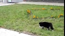 Köpeğin gururuyla oynayan haşin kedi