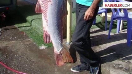 Dicle Nehri'nde Dev Sazan Balığı Yakalandı