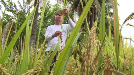 Les producteurs de riz colombiens face au changement climatique