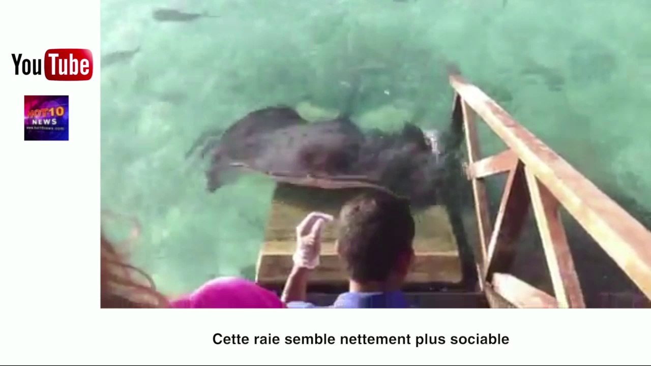 Cycliste miraculé et grenouilles accro à l'Iphone: le zapping insolite