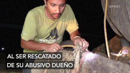 Elefante llora al ser rescatado