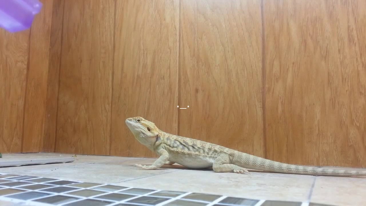 Feeding Time for Calcifer
