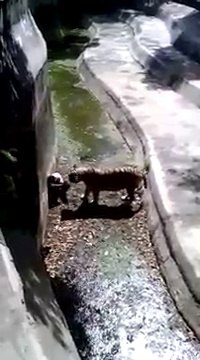 Un tigre blanc attaque un homme tombé dans son enclos