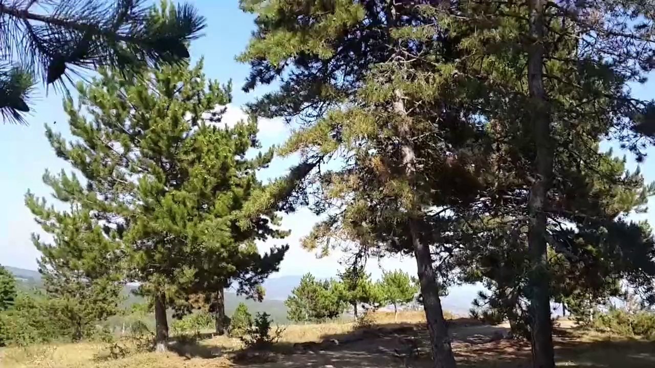 kavacık-doğrul-kaşı-çam-ormanları