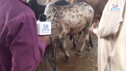 Cows for Qurbani! Beautiful Cows and Bull calf in Karachi  DHA  Clifton, Gulshan Bhains Colony 2014 Eid Cow Mandi