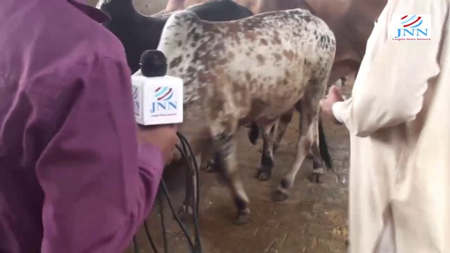 Cows for Qurbani! Beautiful Cows and Bull calf in Karachi DHA Clifton, Gulshan Bhains Colony 2014 Eid Cow Mandi