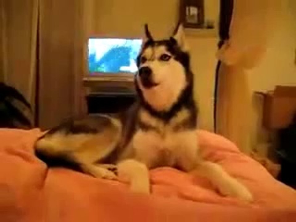 My Doge