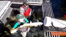 Washington State Testing 'Salmon Cannon' To Help Fish Migrate
