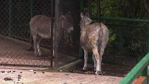 Donkeys Separated For Having Sex in Front of Children Are Now Back Together