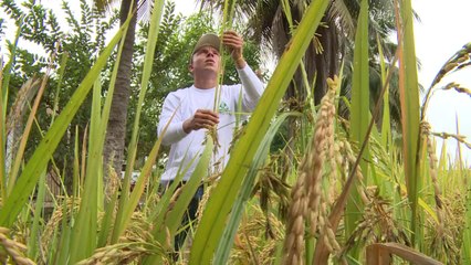 Colombia adapta cultivos a cambio climático