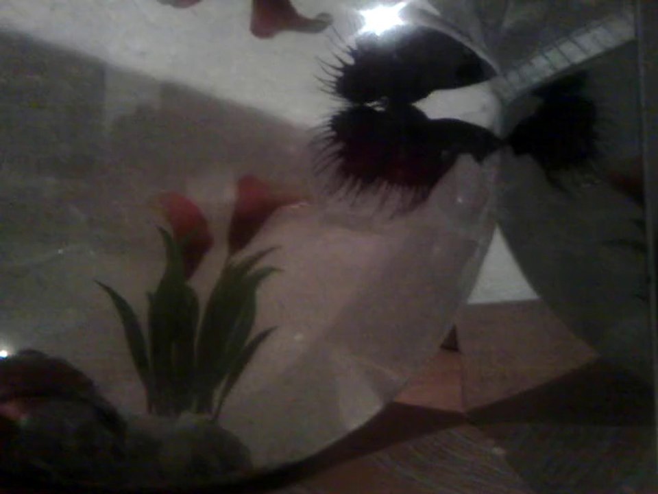 VID_20140926_221744[1]