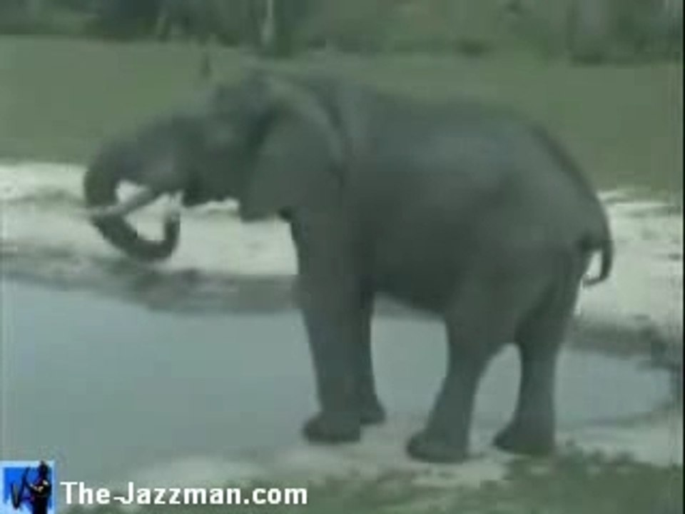 Elephants At Dawn