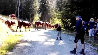 La Clusaz - Les vaches de la ferme des Corbassières